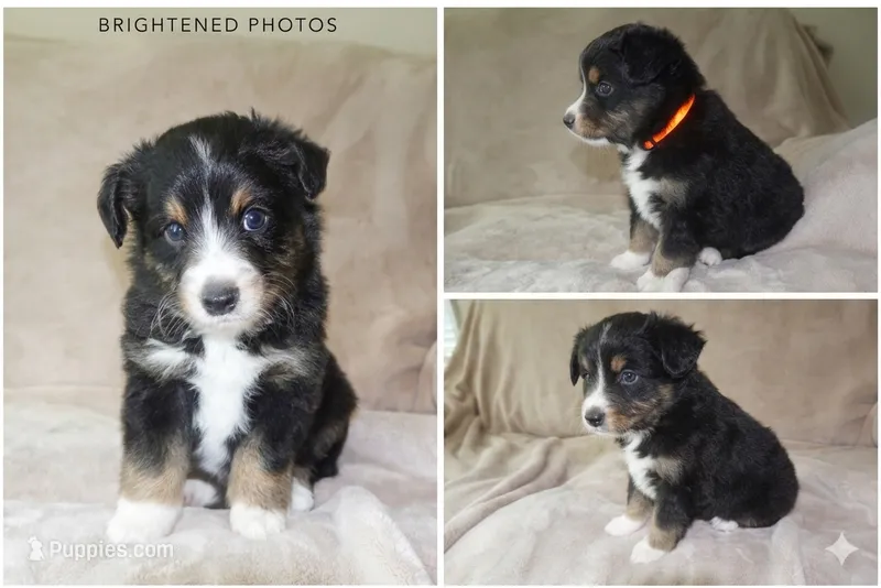 Black Tri Male – Miniature Australian Shepherd puppy for sale in Hogansville, GA