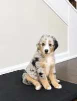 Blue Merle Male, a male Miniature Australian Shepherd for sale in Hogansville, GA – 3 of 3