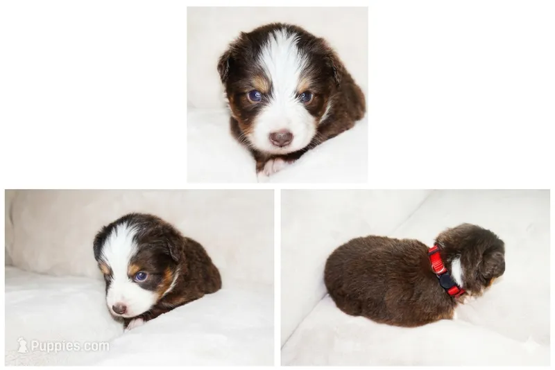 Red Tri Female 2 – Miniature Australian Shepherd puppy for sale in Hogansville, GA