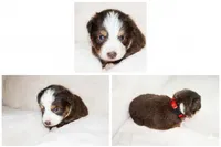 Red Tri Female 2, a female Miniature Australian Shepherd for sale in Hogansville, GA – 1 of 1
