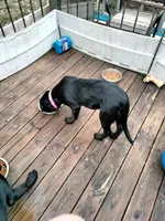 Mix, a female Rottweiler for sale in Ellicott City, MD – Photo 2 of 4