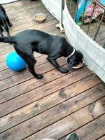 Mix, a female Rottweiler for sale in Ellicott City, MD – Photo 3 of 4