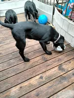 Mix, a female Rottweiler for sale in Ellicott City, MD – Photo 1 of 4