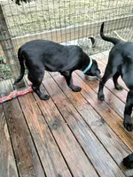 Mix, a female Rottweiler for sale in Ellicott City, MD – Photo 4 of 4