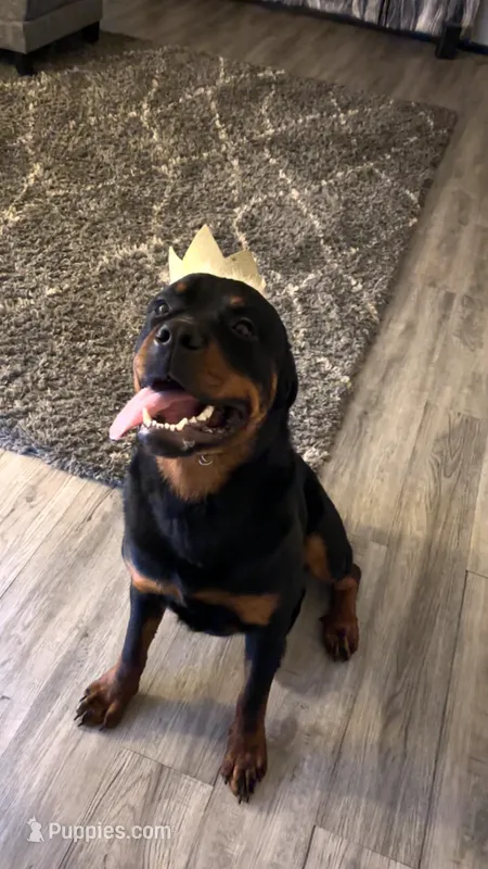 Bruno – Rottweiler puppy for sale in Apple Valley, MN