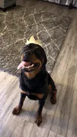Bruno, a male Rottweiler for sale in Apple Valley, MN – 1 of 1