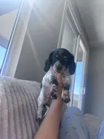 Gus, a male Miniature Dachshund for sale in Phoenix, AZ – 3 of 4