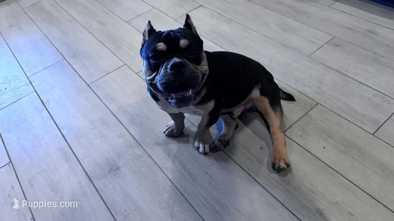 Biggie – American Bully puppy for sale in Phoenix, AZ