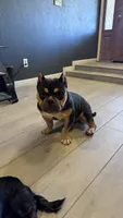 Biggie, a male American Bully for sale in Phoenix, AZ – 3 of 3