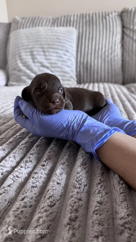 Dustin – Dachshund puppy for sale in Phoenix, AZ