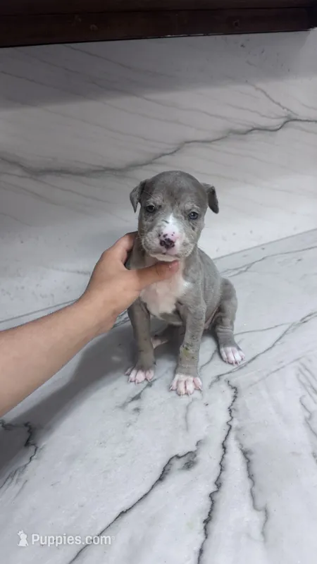 Ashra  – Great Dane, American Pit Bull Terrier puppy for sale in Phoenix, AZ
