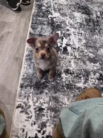 Leo, a male Chihuahua for sale in Phoenix, AZ – 3 of 5