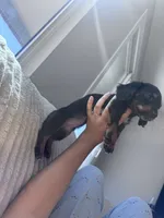 Mimi, a female Miniature Dachshund for sale in Phoenix, AZ – 2 of 3
