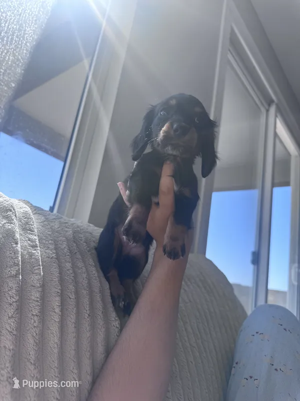 Mimi – Miniature Dachshund puppy for sale in Phoenix, AZ