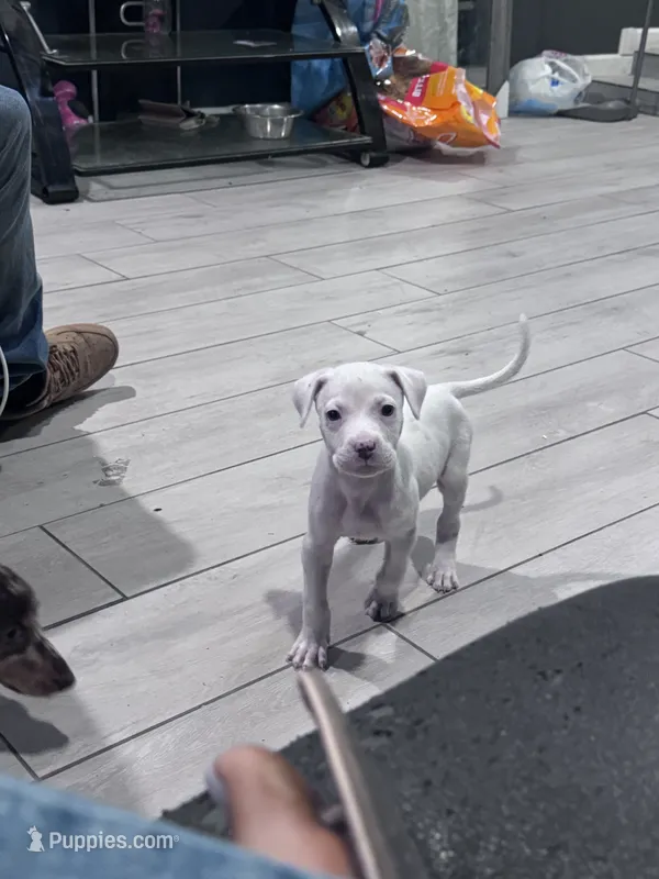 Zara – Great Dane, American Pit Bull Terrier puppy for sale in Phoenix, AZ