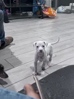 Zara, a female Great Dane and American Pit Bull Terrier for sale in Phoenix, AZ – 1 of 2