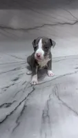 America , a female Great Dane and American Pit Bull Terrier for sale in Phoenix, AZ – 2 of 2