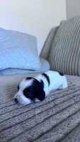 Spot, a male Dachshund for sale in Phoenix, AZ – 2 of 3
