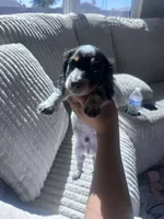 Gus, a male Miniature Dachshund for sale in Phoenix, AZ – 1 of 4