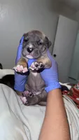 Chapo, a male Great Dane and American Pit Bull Terrier for sale in Phoenix, AZ – 2 of 3