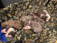 Chapo, a male Great Dane and American Pit Bull Terrier for sale in Phoenix, AZ – 3 of 3