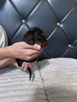 Isabela, a female Dachshund for sale in Phoenix, AZ – 3 of 5