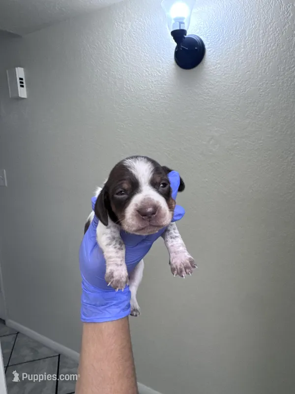 Hazel – Dachshund puppy on hold in Phoenix, AZ