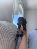 Mimi, a female Miniature Dachshund for sale in Phoenix, AZ – 3 of 3