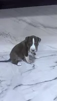 Kilo, a male Great Dane and American Pit Bull Terrier for sale in Phoenix, AZ – 2 of 3
