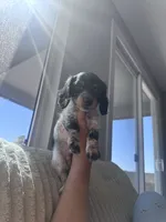 Gus, a male Miniature Dachshund for sale in Phoenix, AZ – 2 of 4