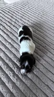 Gus, a male Dachshund for sale in Phoenix, AZ – 2 of 2