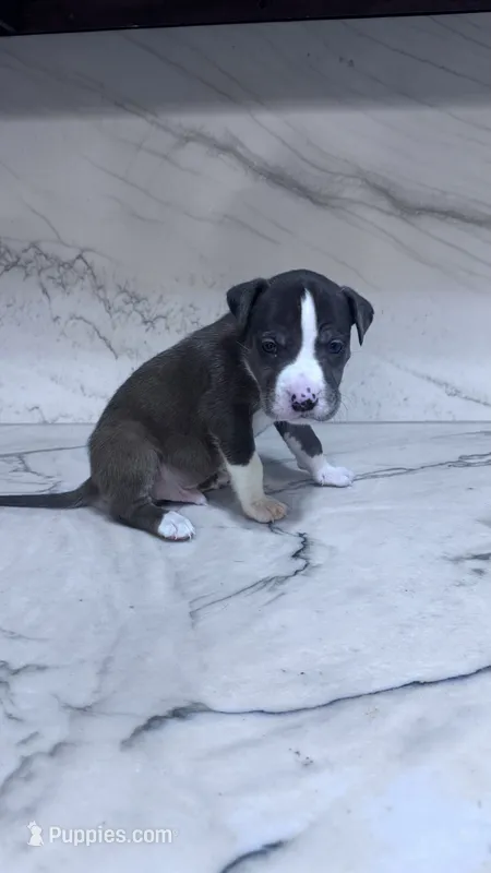 Kilo – Great Dane, American Pit Bull Terrier puppy for sale in Phoenix, AZ