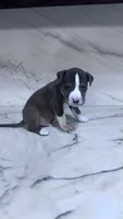 Kilo, a male Great Dane and American Pit Bull Terrier for sale in Phoenix, AZ – 1 of 3