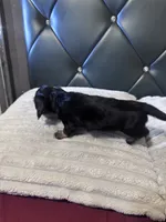 Isabela, a female Dachshund for sale in Phoenix, AZ – 5 of 5