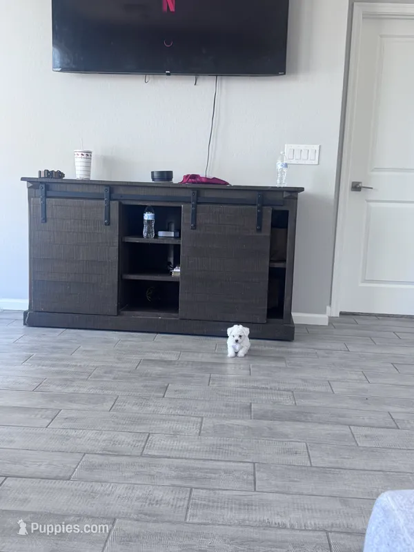 Milo – Mal Shi puppy for sale in Phoenix, AZ
