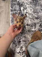 Leo, a male Chihuahua for sale in Phoenix, AZ – 2 of 5