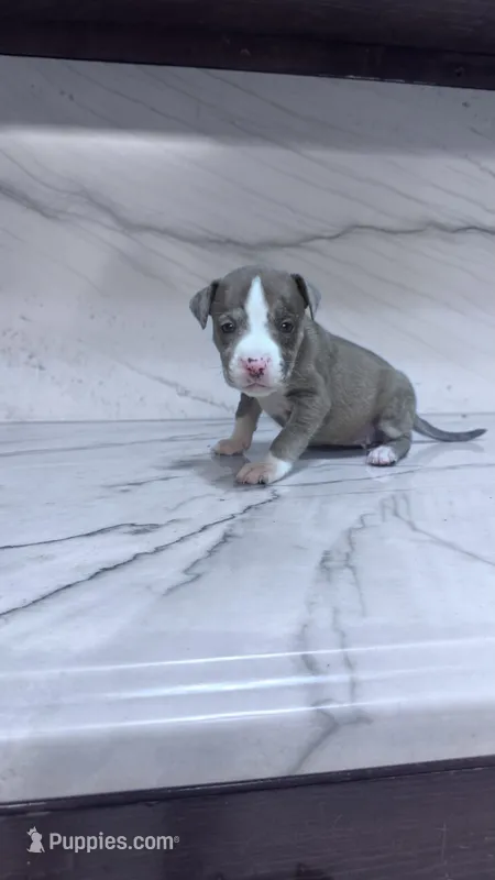 America , a female Great Dane and American Pit Bull Terrier for sale in Phoenix, AZ – 1 of 2