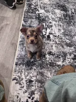 Leo, a male Chihuahua for sale in Phoenix, AZ – 4 of 5