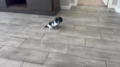 Gus, a male Miniature Dachshund for sale in Phoenix, AZ – 4 of 4