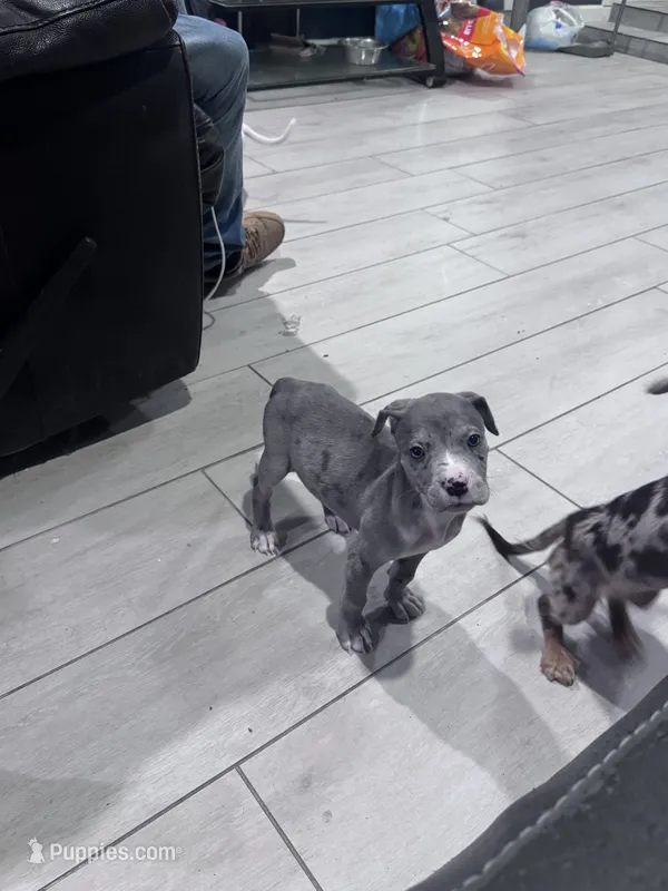 America – Great Dane, American Pit Bull Terrier puppy for sale in Phoenix, AZ