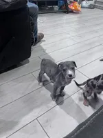 America, a female Great Dane and American Pit Bull Terrier for sale in Phoenix, AZ – 1 of 2