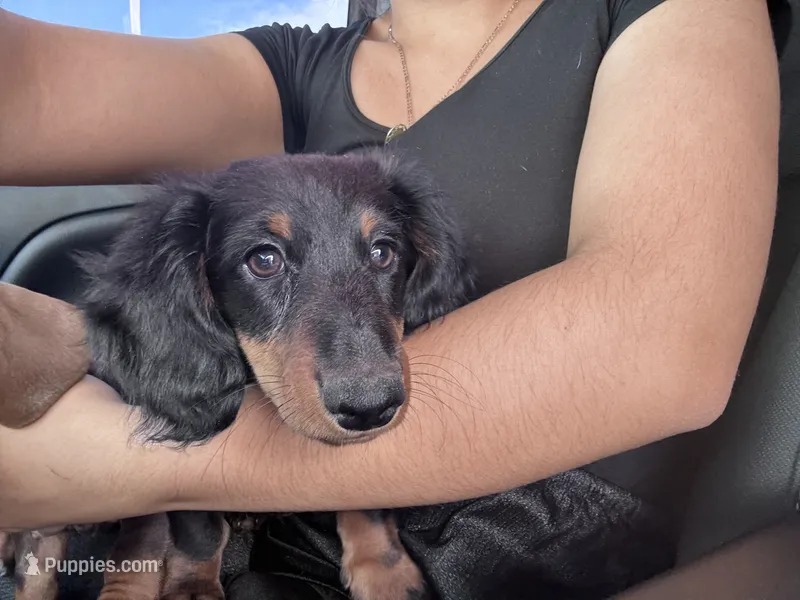 Almond – Miniature Dachshund puppy for sale in Phoenix, AZ
