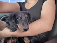 Almond, a female Miniature Dachshund for sale in Phoenix, AZ – 1 of 1