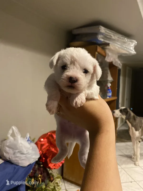 Joel – Shih Tzu puppy for sale in Phoenix, AZ