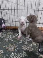 Zara, a female Great Dane and American Pit Bull Terrier for sale in Phoenix, AZ – 3 of 3