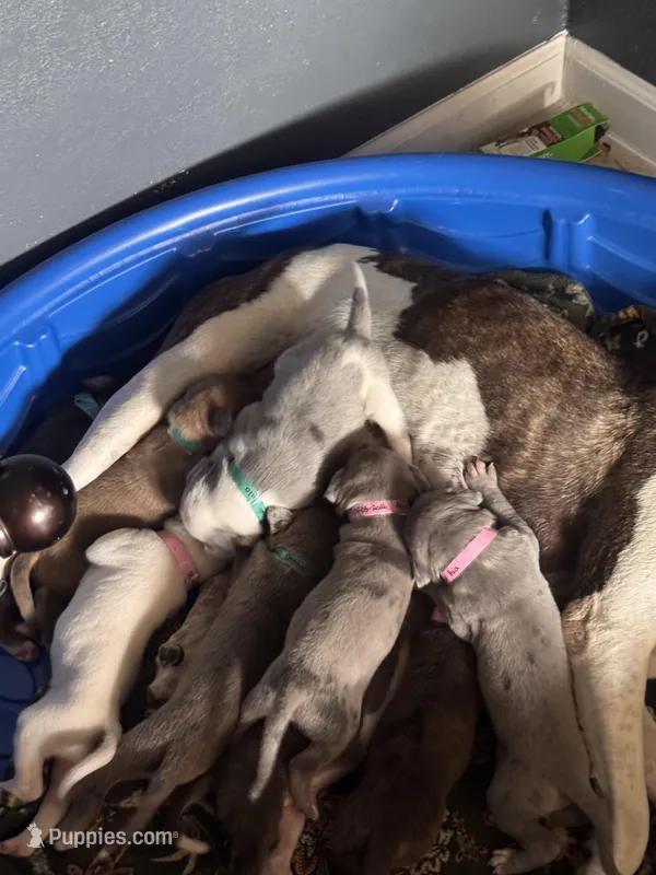 Zara – Great Dane, American Pit Bull Terrier puppy for sale in Phoenix, AZ