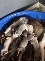Zara, a female Great Dane and American Pit Bull Terrier for sale in Phoenix, AZ – 1 of 3