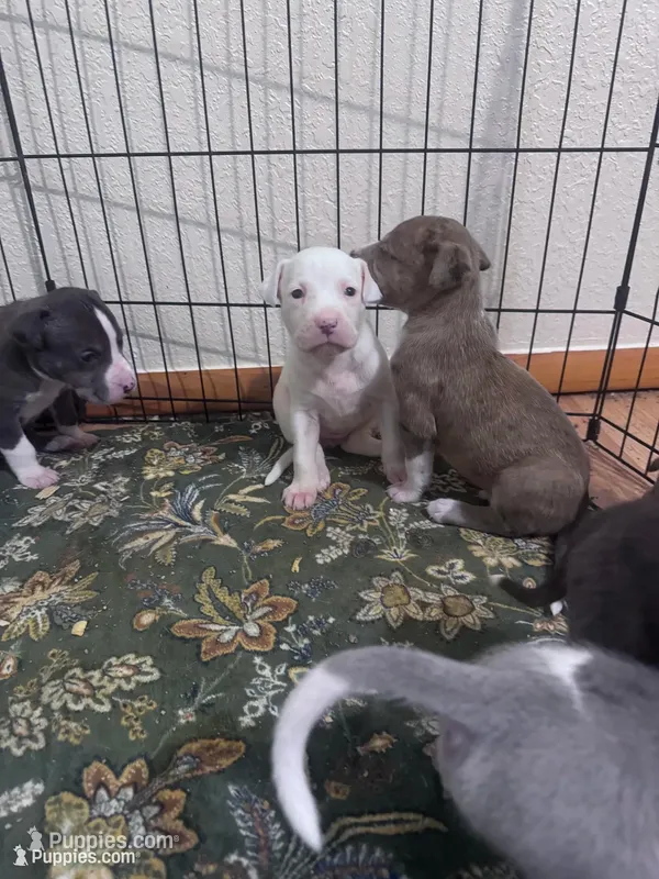 Zara – Great Dane, American Pit Bull Terrier puppy for sale in Phoenix, AZ