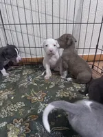 Zara, a female Great Dane and American Pit Bull Terrier for sale in Phoenix, AZ – 2 of 3