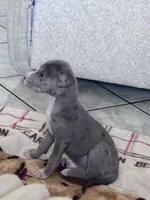 America, a female Great Dane and American Pit Bull Terrier for sale in Phoenix, AZ – 3 of 5